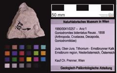 Foto (Objekt + Etiketten) von Goniodromites bidentatus (Reuss, 1858) (NHMW-GEO-1990-0041-0257)